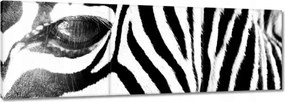 Vászonkép 150x50 Zebra csíkok