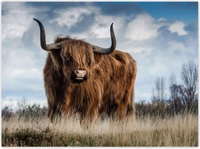 Poszterek 135x100 Skót tehén