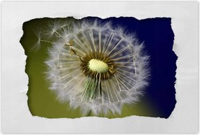 Poszterek 90x60 Pitypang Virág Virágok