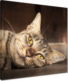 Vászonkép 50x50 Cica
