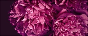 Kép - Csokor pünkösdi rózsa (120x50 cm)