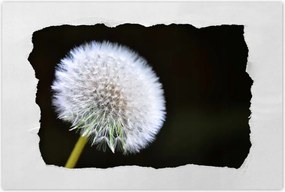 Poszterek 60x40 Pitypang Virág Virágok