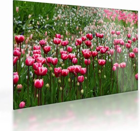 Tulipán képe (üvegen) (70x50 cm)