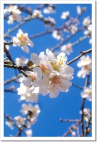 Poszterek keretben 40x60 Almafa virág