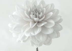 Poszter 29,7x21cm Dália virág fehér alapon, Assaf Frank