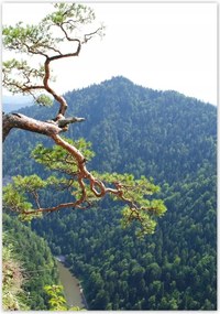 Poszterek 70x100 Magányos fa