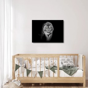 Üveg kép - Sárga szemű tigris (70x50 cm)