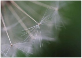 Poszterek 70x50 Pitypang Virág Virágok