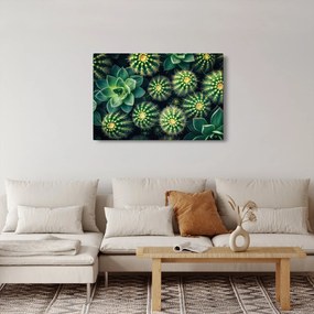 Kép - Kaktuszok (90x60 cm)