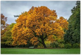 Poszterek 155x105 Fa