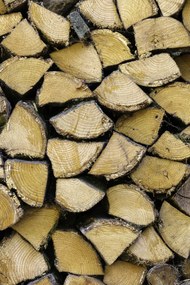 Poszter 40x60cm Fa rönkök, Assaf Frank