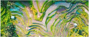 A rizsföldek képe madártávlatból (120x50 cm)
