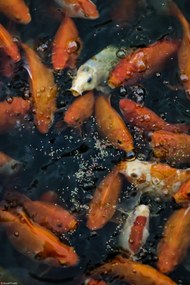 Poszter 20x30cm Aranyhalak gyülekeznek a felszínen, Assaf Frank