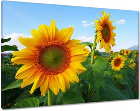 Vászonkép 100x70 Napraforgók Égbolt