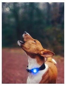 LED fény nyakörvre Blue - Orbiloc