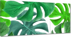 Vászonkép 60x30 Levelek Monstery Trópusok