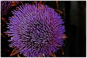 Poszterek 120x80 Virág Lila Csipkebogyó