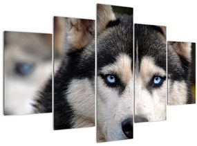 Husky kutya kép (150x105 cm)