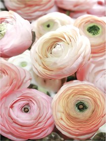 Fotótapéta virágok fotótapéta falra 206 x 275