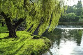 Poszter 45x30cm Fa a folyóparton, Assaf Frank