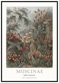 Kép 51x71 cm Tafel 72 – Malerifabrikken