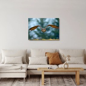 Kép - Bagoly repülés közben (üvegen) (70x50 cm)