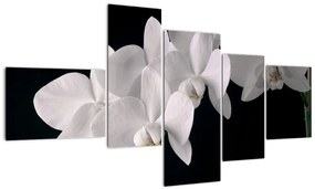 Kép - fehér, orchidea (150x85cm)