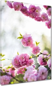 Vászonkép 70x100 Rózsaszín virágok Gyönyörű