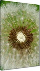 Vászonkép 80x120 Pitypang Virág Virágok