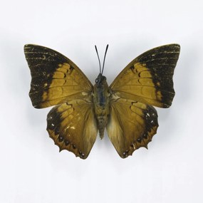 Poszter 40x40cm Pillangó fehér alapon 6, Assaf Frank