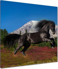 Vászonkép 90x90 Frizbi mén Ló