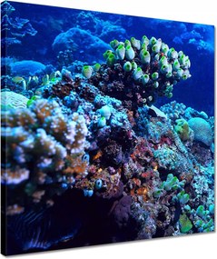 Vászonkép 40x40 Víz alatti korallzátony