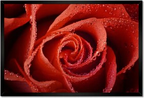 Poszter keretben 60x40 Harmatcseppek a rózsán