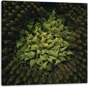 Vászonkép Természet Fák a madár repüléséből Légi felvétel az erdőről 60x60