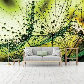 Fotótapéta - Pitypang - absztrakt - zöld (152,5x104 cm)