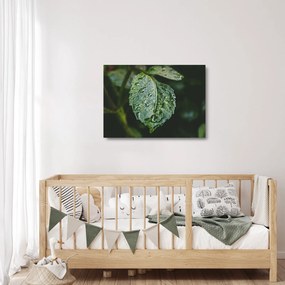 Kép - cseppek a levelen (üvegen) (70x50 cm)