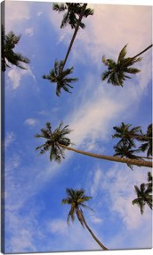 Vászonkép Natura Kókuszpálmák 60x100 cm