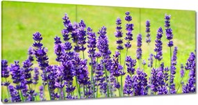 Vászonkép 180x90 Levendula virágok