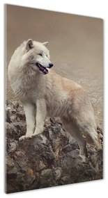Üvegkép Wolf egy szikla osv-60381309