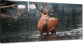 Vászonkép 120x60 Szarvas felszarvazott