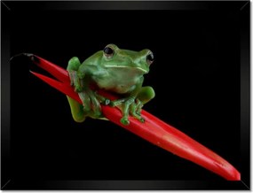 Poszterek keretben 40x30 Rhacophorus dulitensis