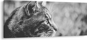 Kép - Macska (120x50 cm)
