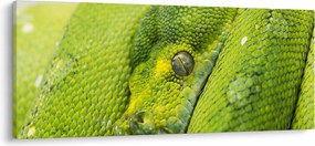 Kígyó képe (120x50 cm)
