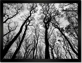 Poszterek keretben 40x30 Erdő Fák Kilátás alulról