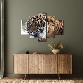Tigris képe (150x105 cm)