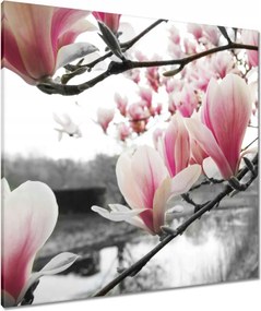 Vászonkép 80x80 Magnólia Virágok