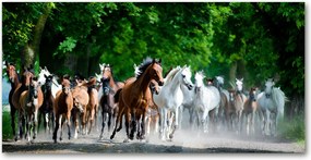 Fotótapéta üvegfalra Lovak a galoppban 140x70