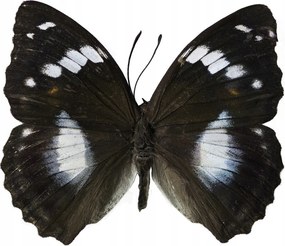 Poszter 70x50cm Pillangó fehér alapon, Assaf Frank