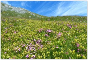 Poszterek 200x135 Alpesi rét