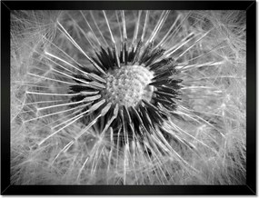 Poszterek keretben 40x30 Pitypang Virág Virágok